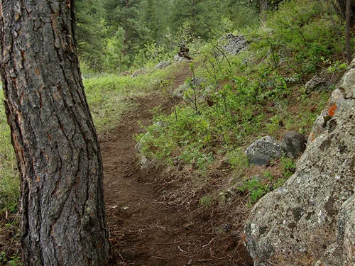 Narrow dirt singletrack climbing through open pine forest, framed by a large pine trunk and a lichen-covered boulder