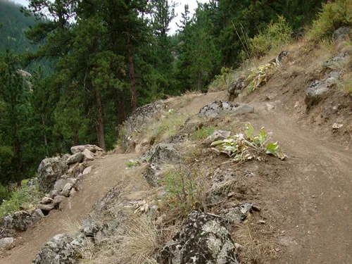 Bench-cut dirt singletrack traversing a steep pine-covered slope high above a forested valley, with a stone edge along the outside of the trail
