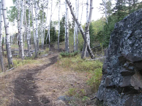 Singletrack running through an aspen grove past a large lichen-covered boulder