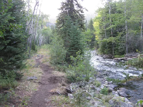 A narrow singletrack running through mixed forest alongside a rocky whitewater creek