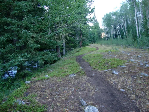 Singletrack curving through a forest clearing beside water at dusk, with scattered rocks and low groundcover