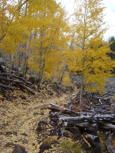 A narrow trail climbing through brilliant golden fall aspens, its tread covered in fallen yellow leaves