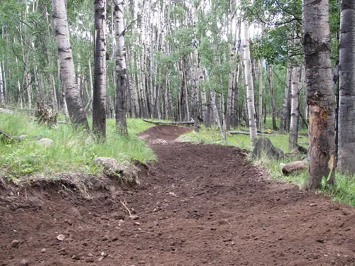 A freshly cut dirt trail winding through a dense grove of white-barked aspens