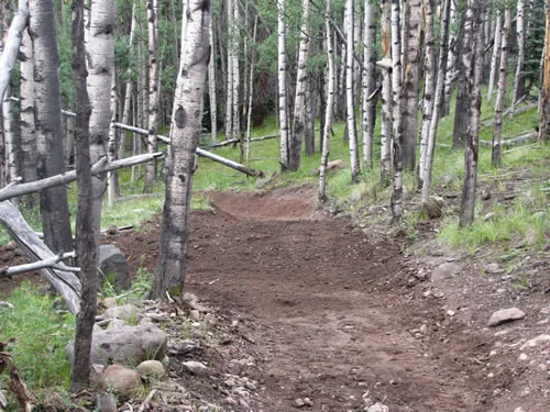 A freshly cut dirt trail through an aspen grove passing a weathered buck-and-rail fence