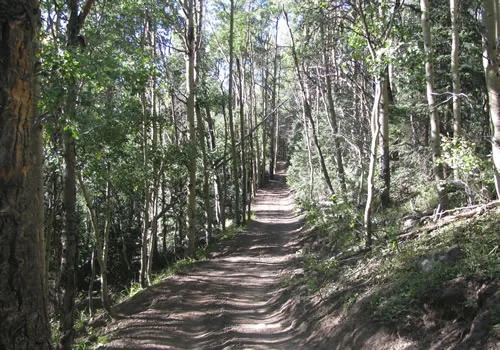 A wide dirt trail climbing through a tall aspen forest in strong dappled sunlight