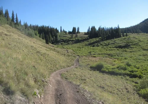 Narrow singletrack curving in an S through a grassy mountain drainage toward a stand of conifers under a clear blue sky