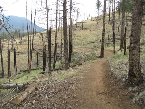 Smooth singletrack trail contouring along a hillside through standing burned trees with a hazy ridge behind