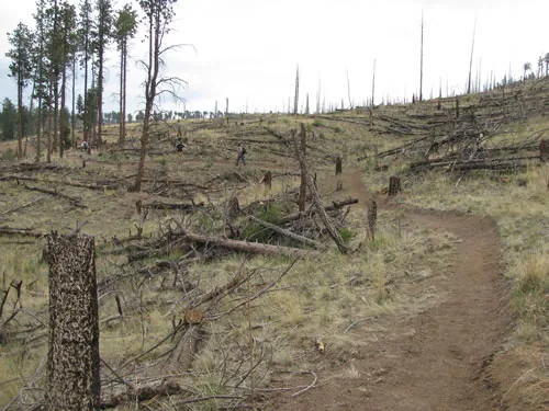 Singletrack trail climbing through an extensive burned forest of standing snags and fallen logs