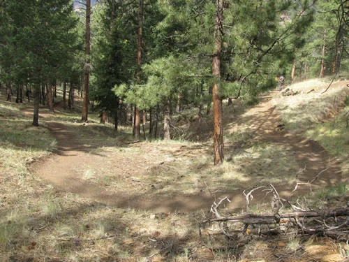 A climbing turn in a finished singletrack trail winding through open ponderosa pines in dappled sunlight
