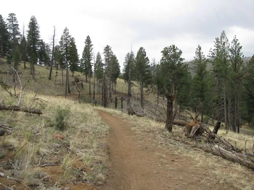 Narrow finished singletrack trail running through grassy burn-recovery terrain toward rolling forested ridges