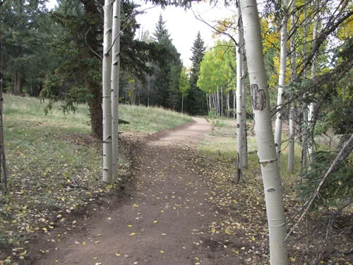 Finished trail curving between white aspen trunks with fallen yellow leaves scattered across the tread