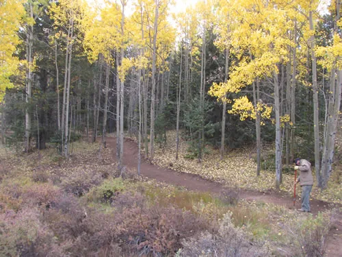 A dirt trail winds through a grove of golden autumn aspens, with a worker holding a hand tool at the right edge of the frame
