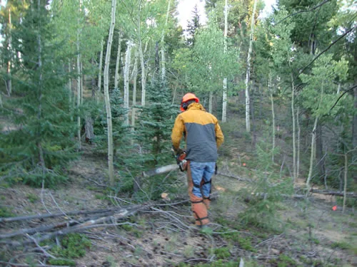A worker in an orange helmet and protective chaps carries a chainsaw through a forest corridor being cleared