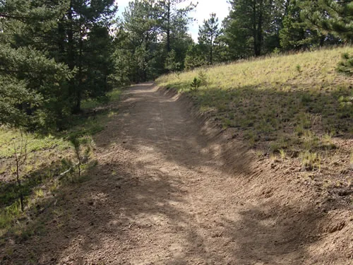 A freshly benched dirt trail with a raw cut slope curves uphill toward pine trees