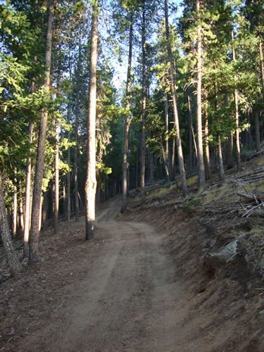 A dirt trail curves upward through a backlit conifer forest with sunlight filtering between the trunks