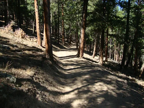 A singletrack trail climbs through tall ponderosa pines in dappled sunlight