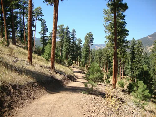A dirt trail traverses a steep hillside of tall ponderosa pines with a distant mountain ridge under a deep blue sky