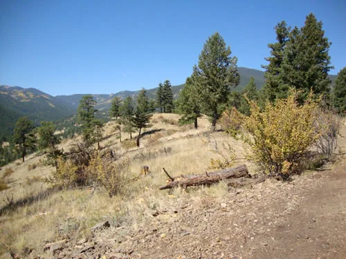 An open ridge of scattered pines and dry grass looks across a deep forested valley toward mountain slopes