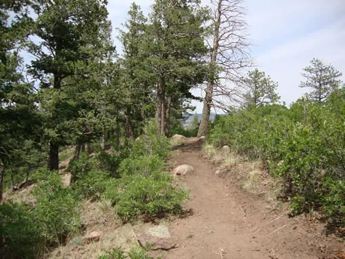 A narrow singletrack trail runs along a ridge between scrub oak and scattered pines