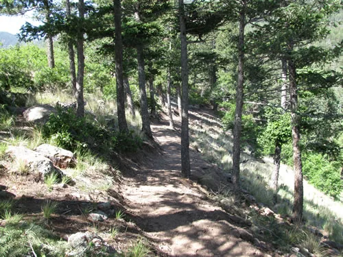 A singletrack trail traverses a rocky hillside through slender pine trees