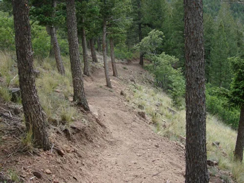 A narrow singletrack bench cut traverses a steep slope between large ponderosa pine trunks