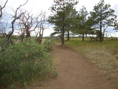 Freshly surfaced crusher-fine trail running through grass and shrubs toward a stand of ponderosa pines