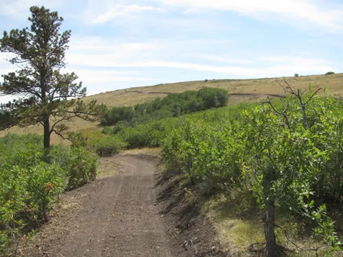 Dirt trail curving up between green shrubs toward an open grassy ridgeline under a blue sky