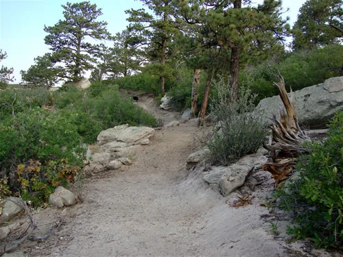 Wide pale crusher-fine trail climbing between rock slabs and weathered stumps toward ponderosa pines