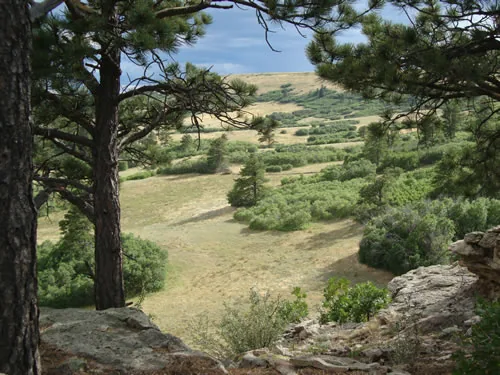 Broad grassy valley and shrubby ridge framed between two large ponderosa pines, seen from a rock outcrop