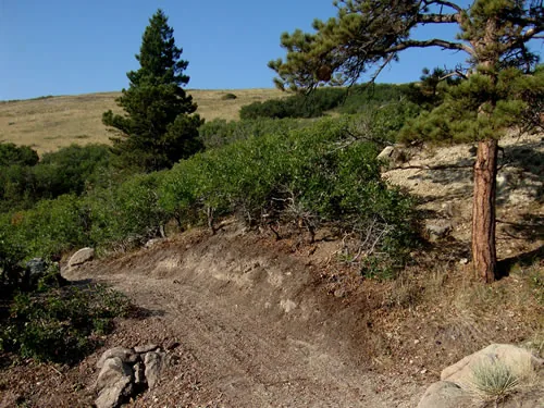 Dirt trail curving downhill past a large ponderosa pine and rocks toward a grassy ridge under blue sky