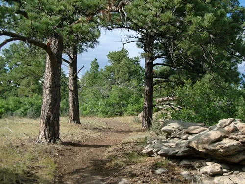 Narrow dirt trail running through an open grove of mature ponderosa pines past a stacked flat-rock outcrop