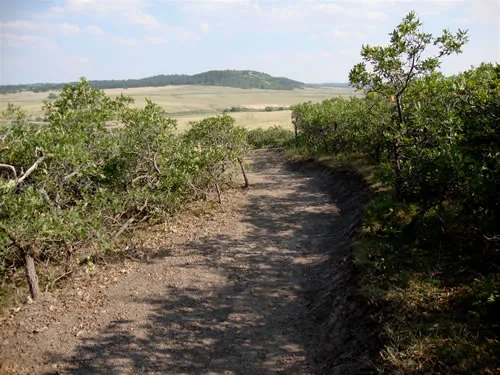 Dirt trail curving through low scrub oak with a cut slope on one side and a rounded butte on the horizon