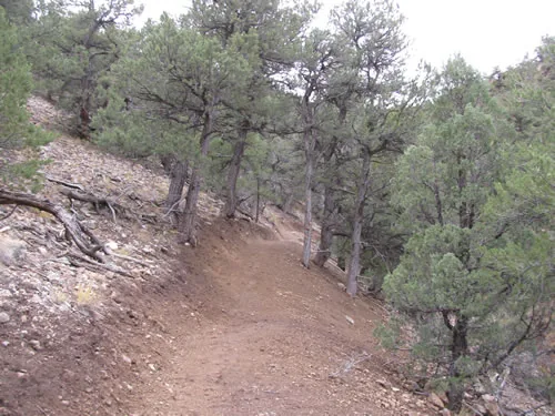 Curving dirt trail cut through an open pinyon and juniper hillside with a fill slope below