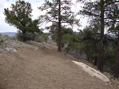 Freshly excavated bench-cut trail climbing through pines with a raw cut slope on the uphill side