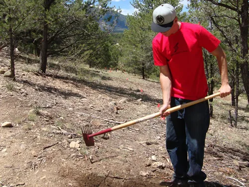 A worker in a red T-shirt and ball cap shapes fresh trail tread with a McLeod-style rake in an open pine forest, with a hazy mountain ridge behind