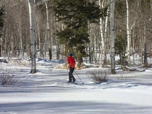 A cross-country skier in a red jacket glides away from the camera along a groomed track through a grove of bare aspens, with long blue shadows across the snow