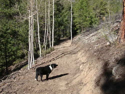 A black and white dog stands on freshly cut singletrack traversing a slope through aspens and pines.