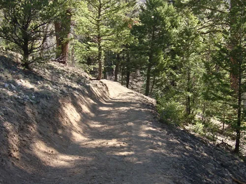Freshly cut singletrack curves uphill through a dry pine forest with a clean cut bank on one side and a fill slope falling away on the other.