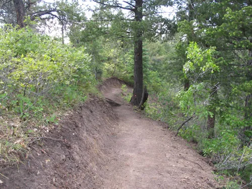 Dirt singletrack curving uphill past a large pine trunk, with a freshly sculpted bank on the left