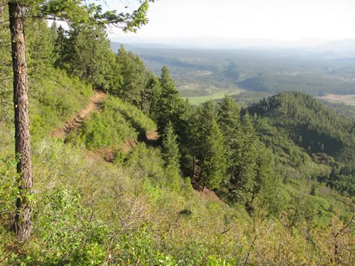 Narrow dirt singletrack traversing a steep green hillside above a wide forested valley, framed by a pine trunk on the left