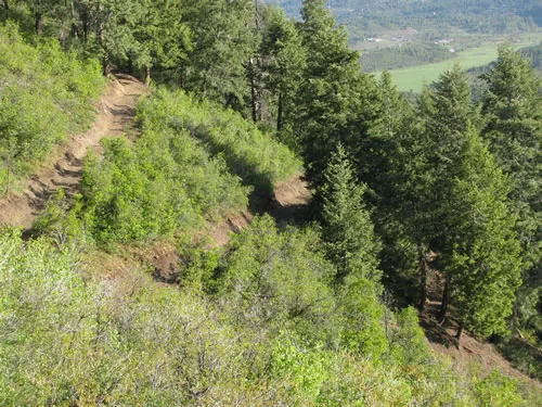 Singletrack traversing a steep green hillside of scrub and evergreens above a valley floor