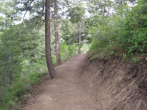 Freshly finished dirt singletrack running through an open pine forest with a clean cut bank on the right