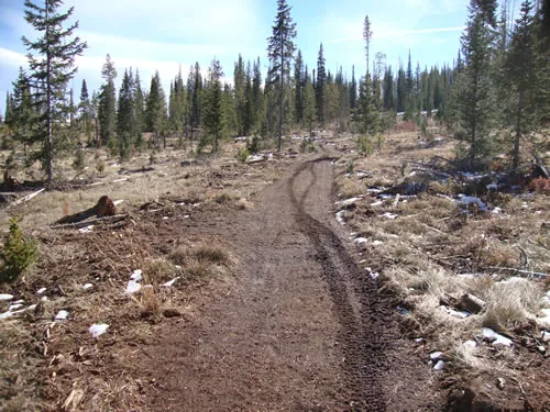 Freshly cut singletrack curves through an open lodgepole pine stand with patches of late-season snow.