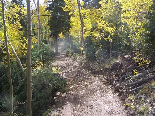 Freshly built singletrack curves into a stand of golden aspens, with sunlight and dust haze filtering through the backlit leaves.