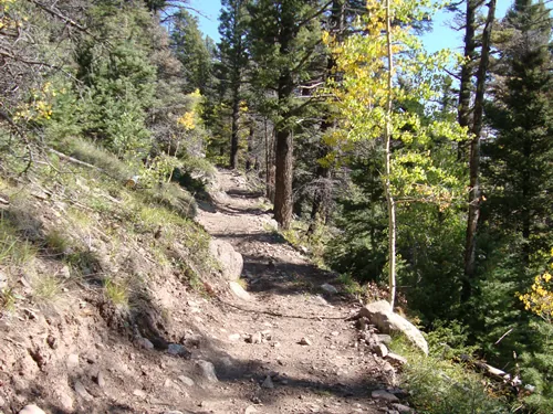 Finished singletrack climbs a rocky sidehill bench through pines and a young aspen under a blue sky.