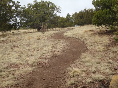 Freshly finished singletrack curving over a low rise between bunchgrass and juniper trees
