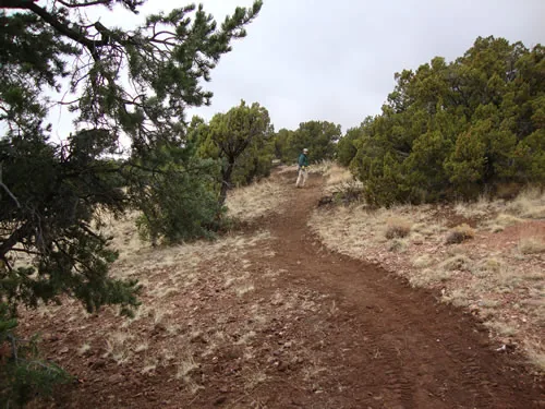 Singletrack trail climbing a slope toward a lone hiker in the distance, framed by pine branches overhead